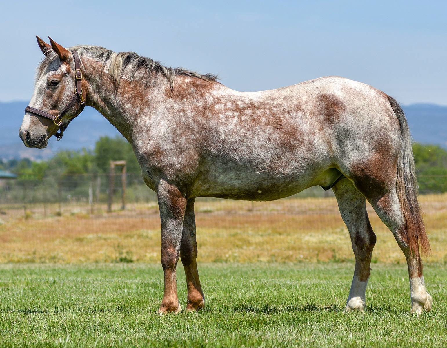 Apollo